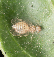 Ectopsocus californicus