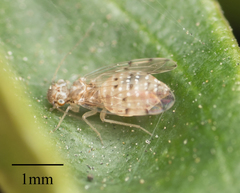 Ectopsocus californicus