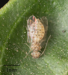 Ectopsocus californicus