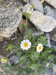 Amauria rotundifolia