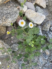 Amauria rotundifolia