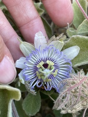Passiflora arida