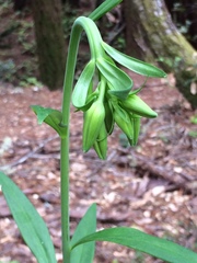 Lilium maritimum