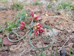 Allium scilloides