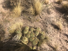 Trichocereus candicans