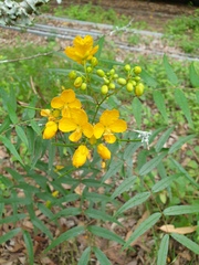 Senna sophera