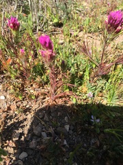 Castilleja exserta