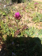 Castilleja exserta