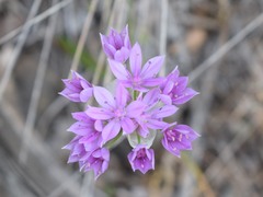 Lophioprason