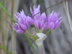 Lophioprason