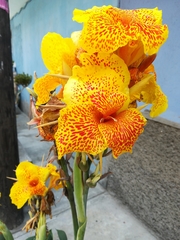 Liliopsida