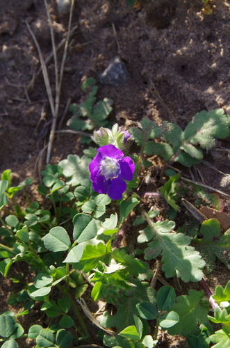 Image of Phacelia patuliflora by (c) Eric Knight, some rights reserved (CC BY)