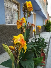 Liliopsida