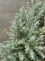 Olearia axillaris