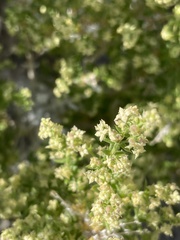 Galium stellatum eremicum