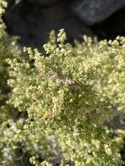Galium stellatum eremicum