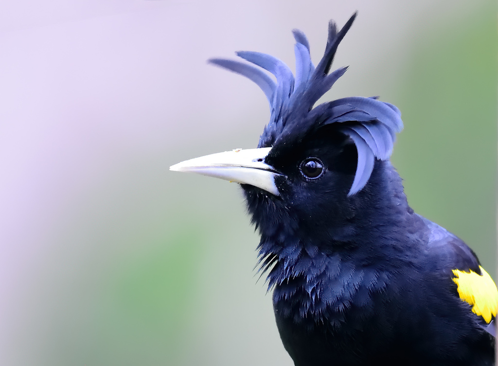 Yellow-winged Caciques