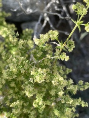 Galium stellatum eremicum