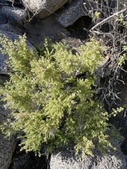 Galium stellatum eremicum