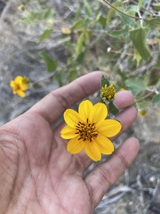 Bahiopsis triangularis