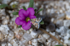 Noctueliopsis