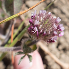 Trifolium dichotomum