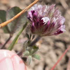 Trifolium dichotomum