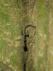 Anolis lucius