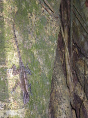 Anolis lucius
