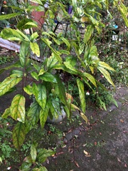 Clerodendrum schmidtii