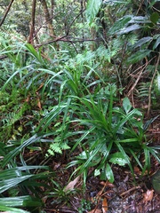 Freycinetia formosana