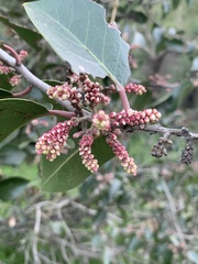 Rhus integrifolia × ovata