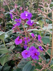 Pleroma heteromallum