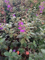 Pleroma heteromallum