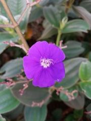 Pleroma heteromallum