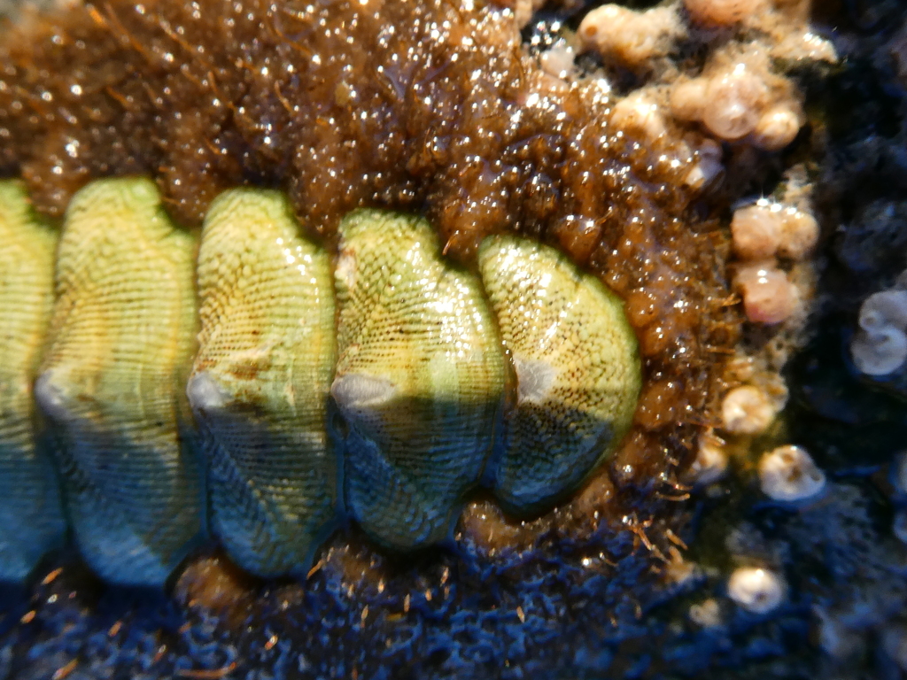 Northern Hairy Chiton