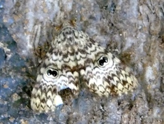 Glenopteris oculifera