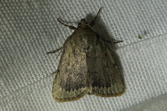 Amphipyra glabella