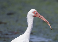 Eudocimus albus