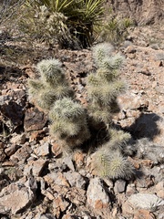 Cylindropuntia multigeniculata