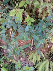 Marcetieae