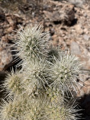 Cylindropuntia multigeniculata
