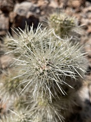 Cylindropuntia multigeniculata