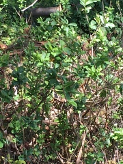 Lonicera involucrata
