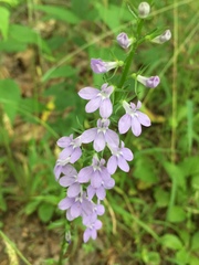 Lobelia gattingeri
