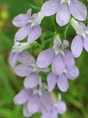 Lobelia gattingeri