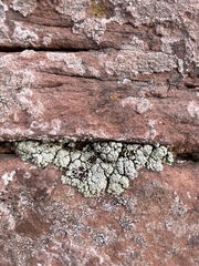 Lecanora argopholis