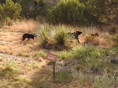Ursus americanus eremicus
