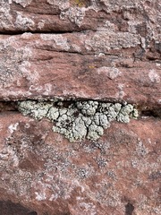 Lecanora argopholis