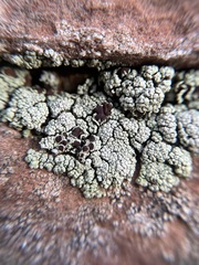 Lecanora argopholis